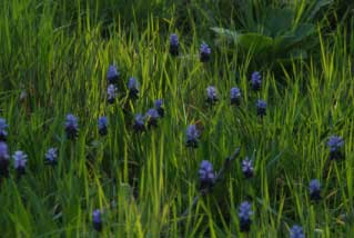 Muscari latifoliumBrede druifhyacint bestellen